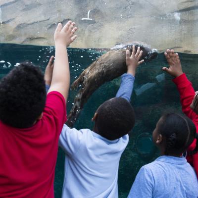 kids looking at otter