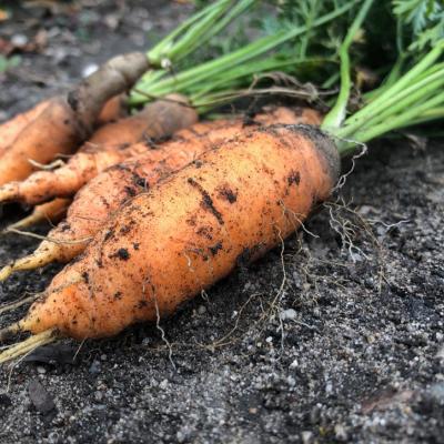carrots