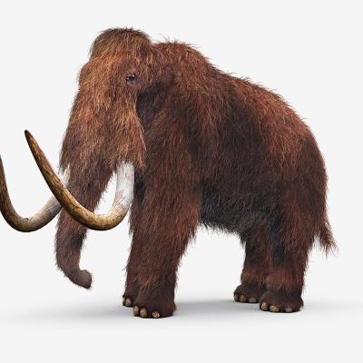 Wooly Mammoth